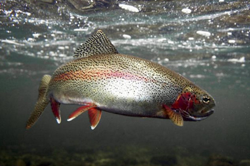 На Днепропетровщине с 1 ноября действует запрет на вылов рыбы в зимовальных ямах