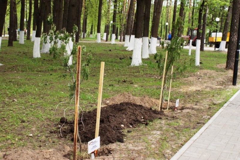 Появятся ли в Павлограде именные деревья? Зависит от активности горожан