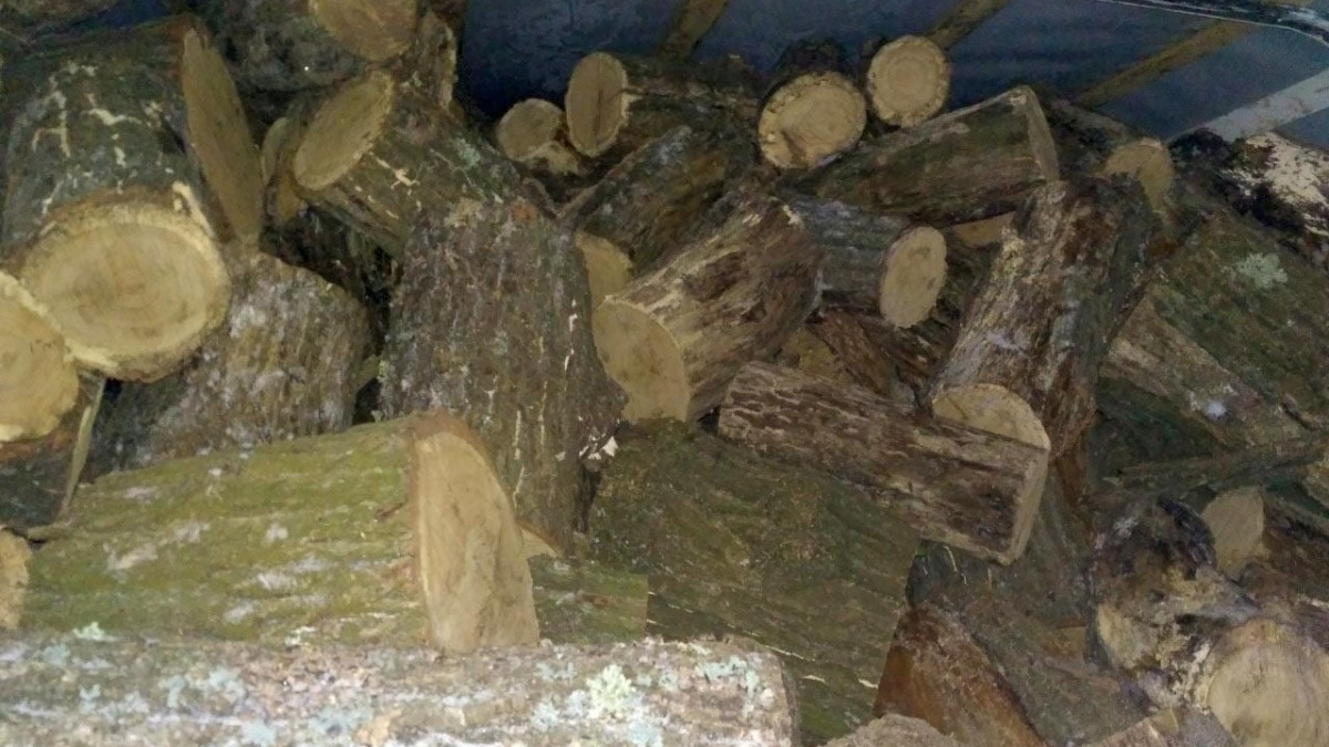 Полиция Павлограда задержала «черных» лесорубов, которые спилили 10 дубов