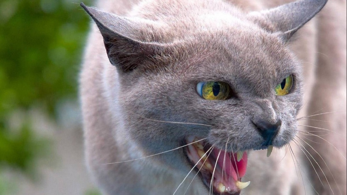 Более 300 павлоградцев были покусаны домашними и бродячими животными