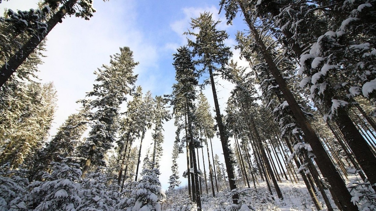 Филимонов день: с 27 декабря начинает прибывать день