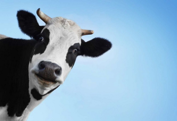 На Павлоградщине задержали похитителя коровы