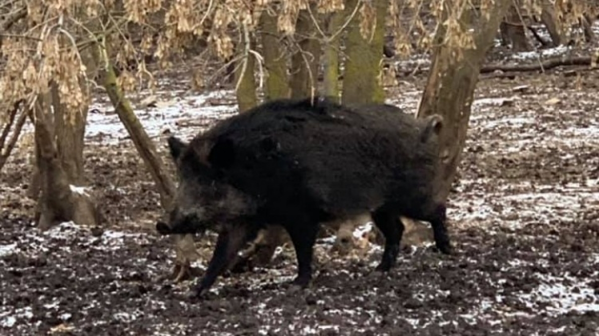 В понедельник экологи проверят общество охотников и рыболовов в Павлограде
