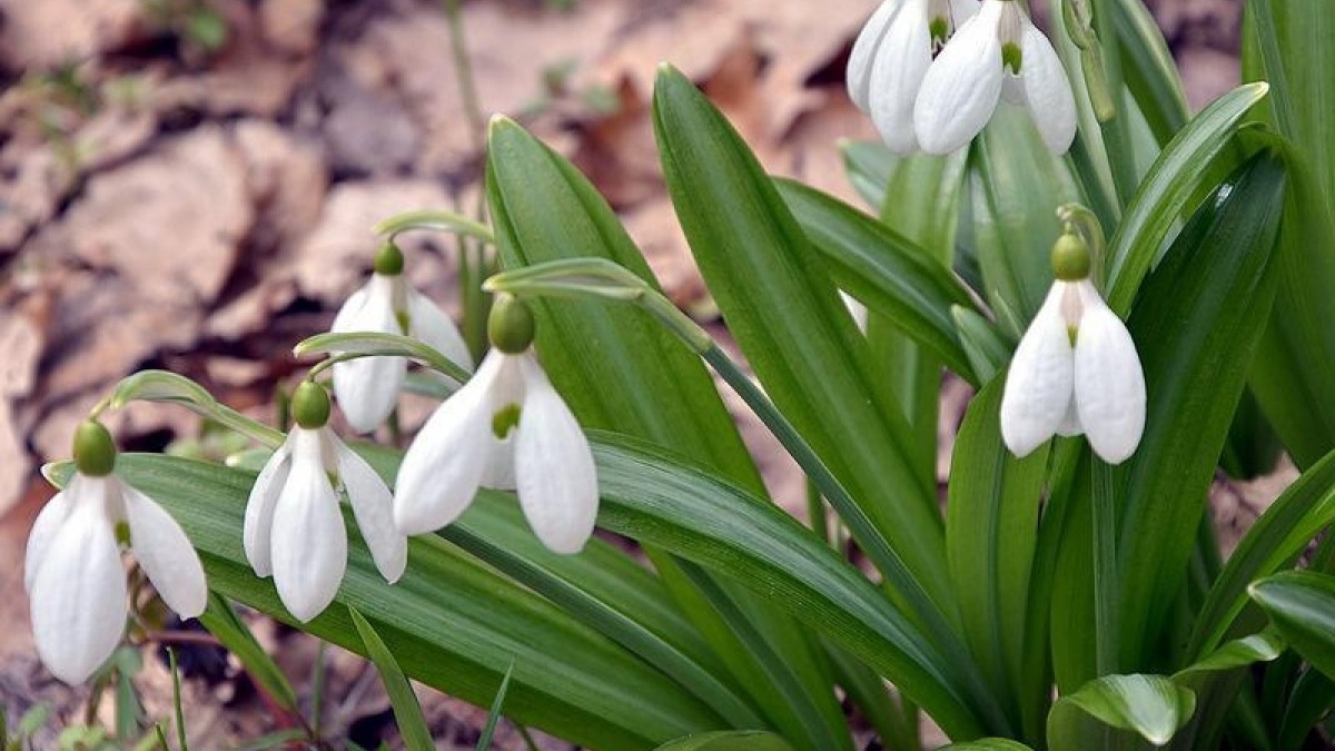 В Павлограде будут штрафовать продавцов первоцветов