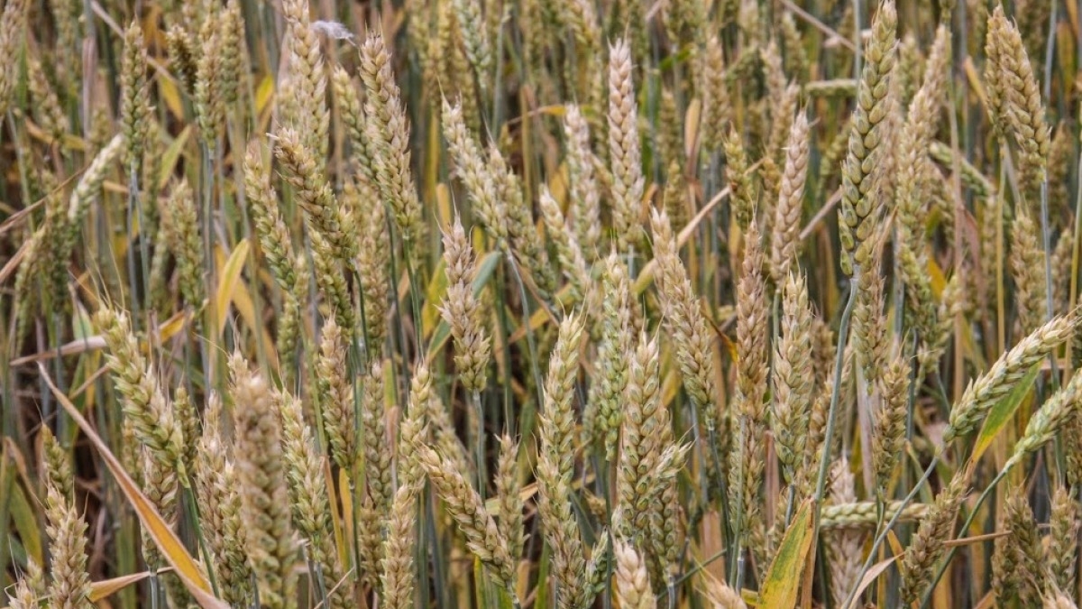 На полях Днепропетровщины взошли почти 100% озимых