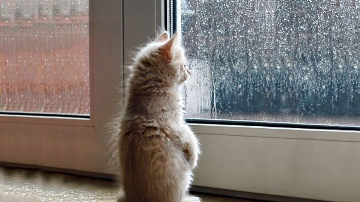 На выходных Украину накроют дожди и сильный ветер