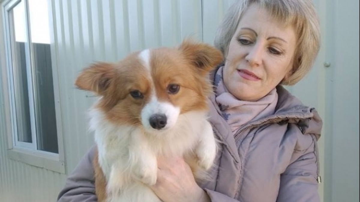 За неделю с Павлоградского приюта жители забрали 5 бездомных собак